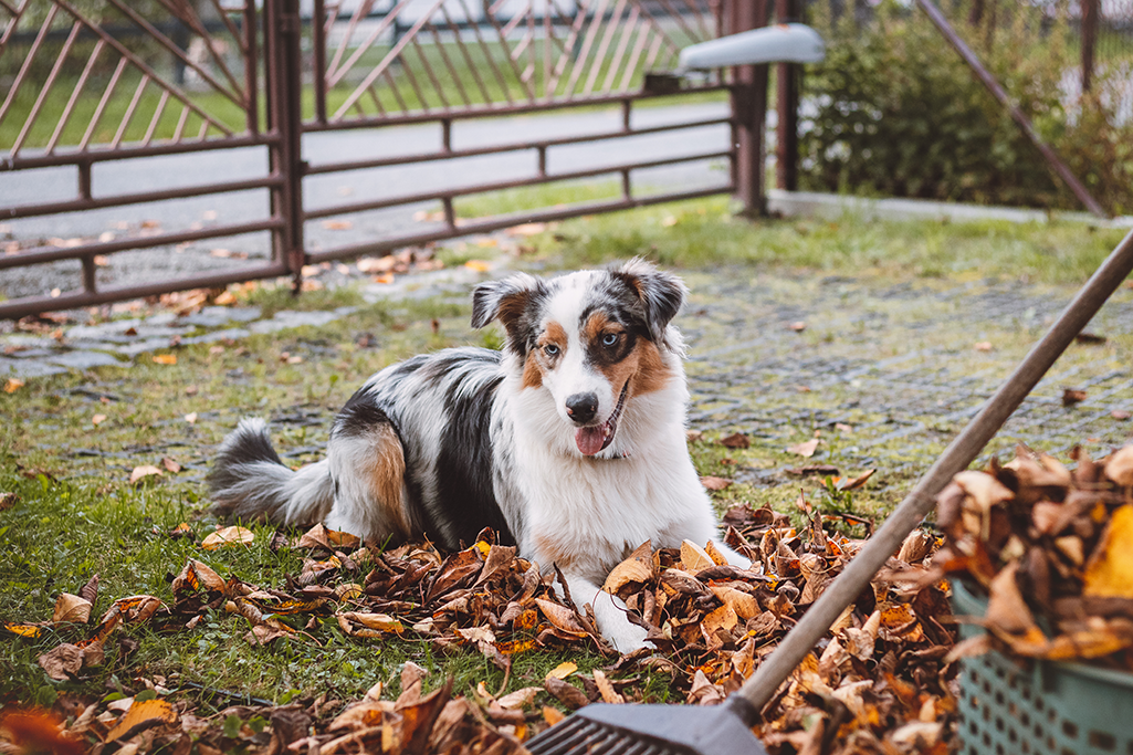 le danger du compost pour le chien et le chat
