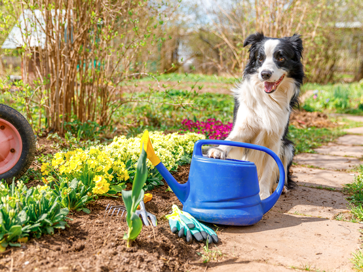 les dangers du jardin pour le chien