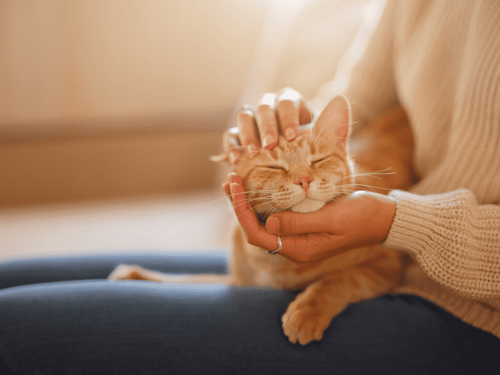 la démodécie chez le chat