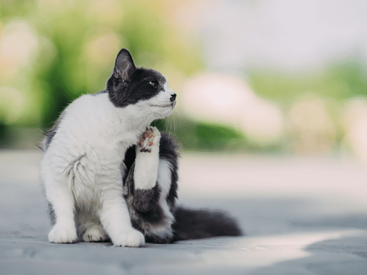la dermatite allergique aux piqûres de puces chez le chat