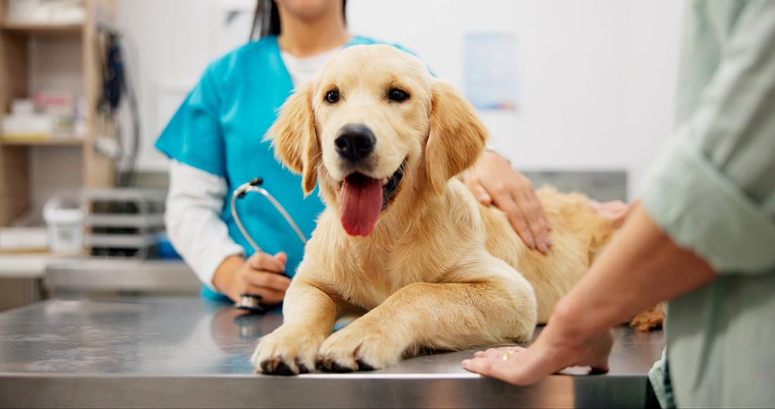 la dermatite atopique chez le chien