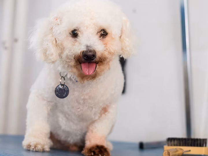 une dermatite à malassezia chez le chien