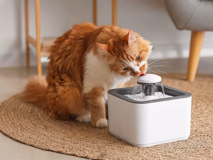 la déshydratation du chat