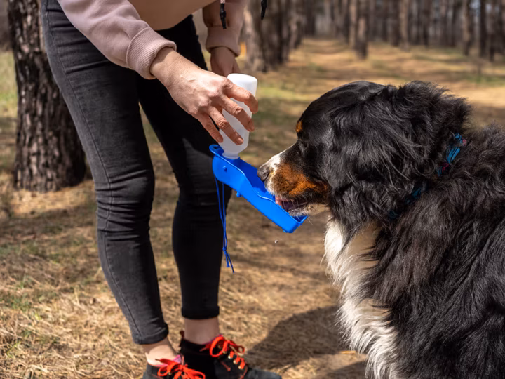 un chien déshydraté