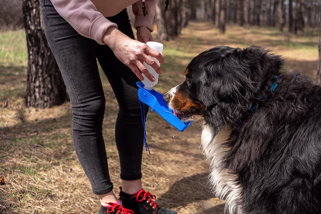 un chien déshydraté