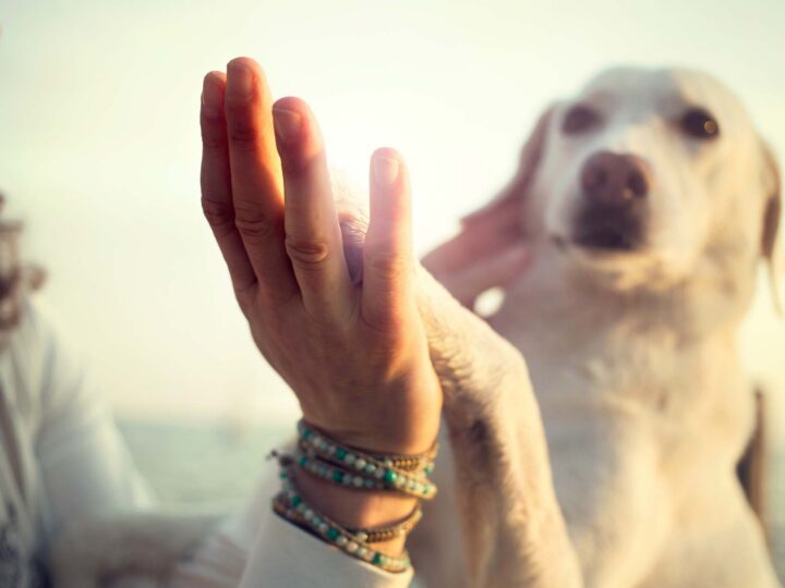 race de chien choisir pour un premier animal