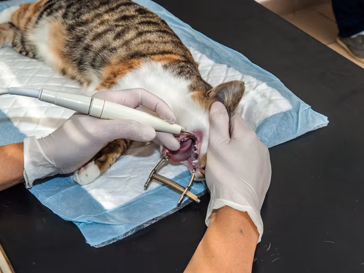 un détartrage chez le chat