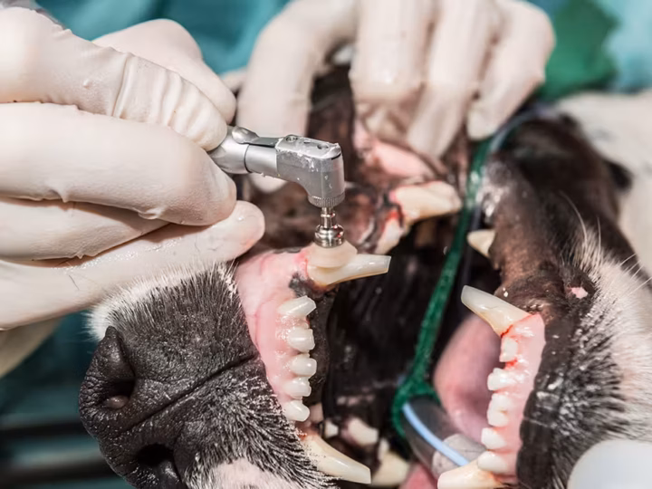 un détartrage chez un chien