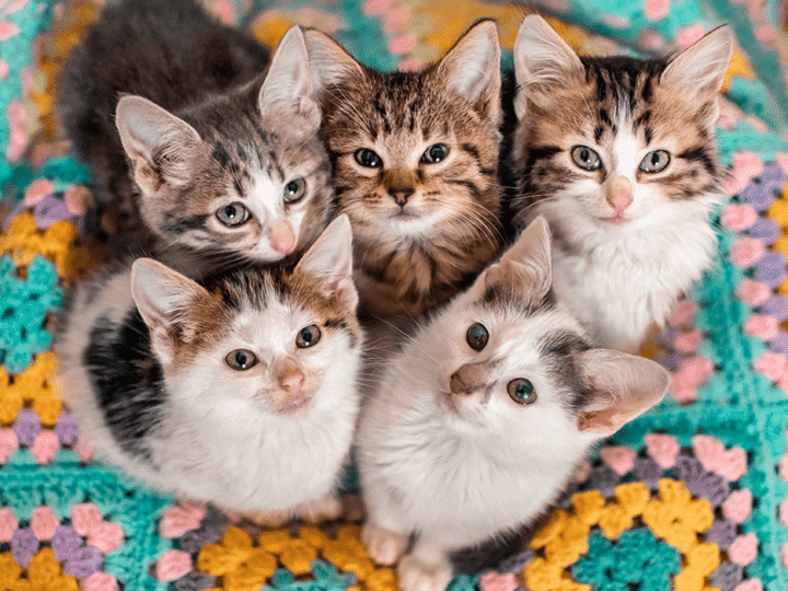 comment déterminer le sexe d'un chaton