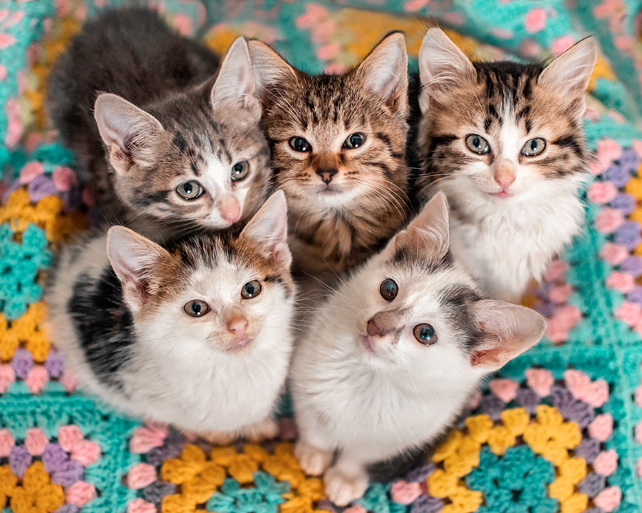 comment déterminer le sexe d'un chaton