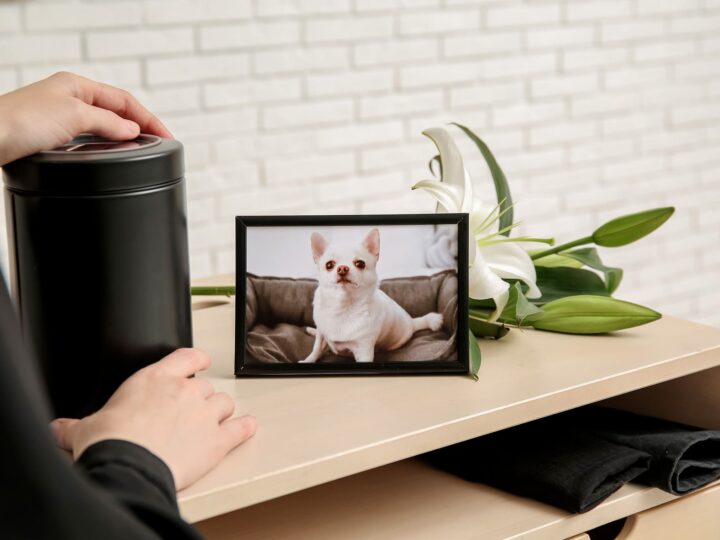 faire le deuil de son chien