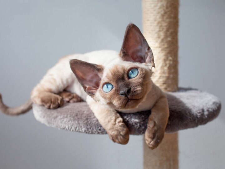 un chat devon rex
