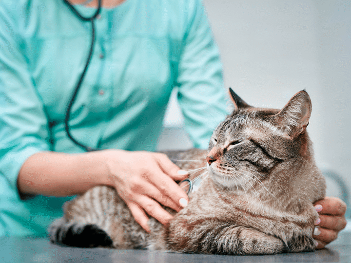 le diabète insipide chez le chat