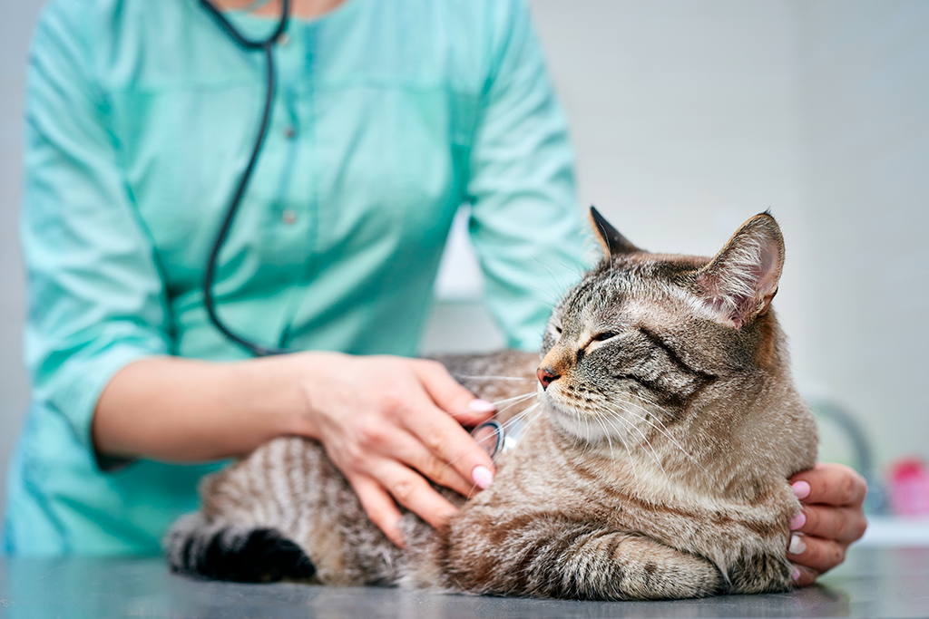 le diabète insipide chez le chat