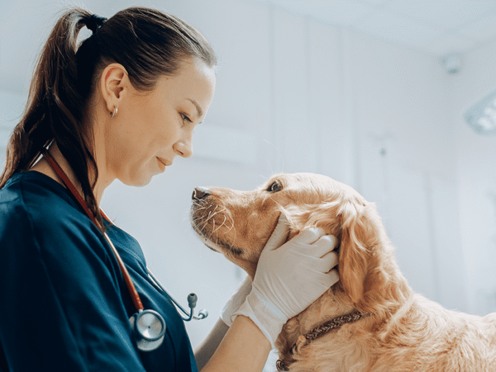le diabète insipide chez le chien