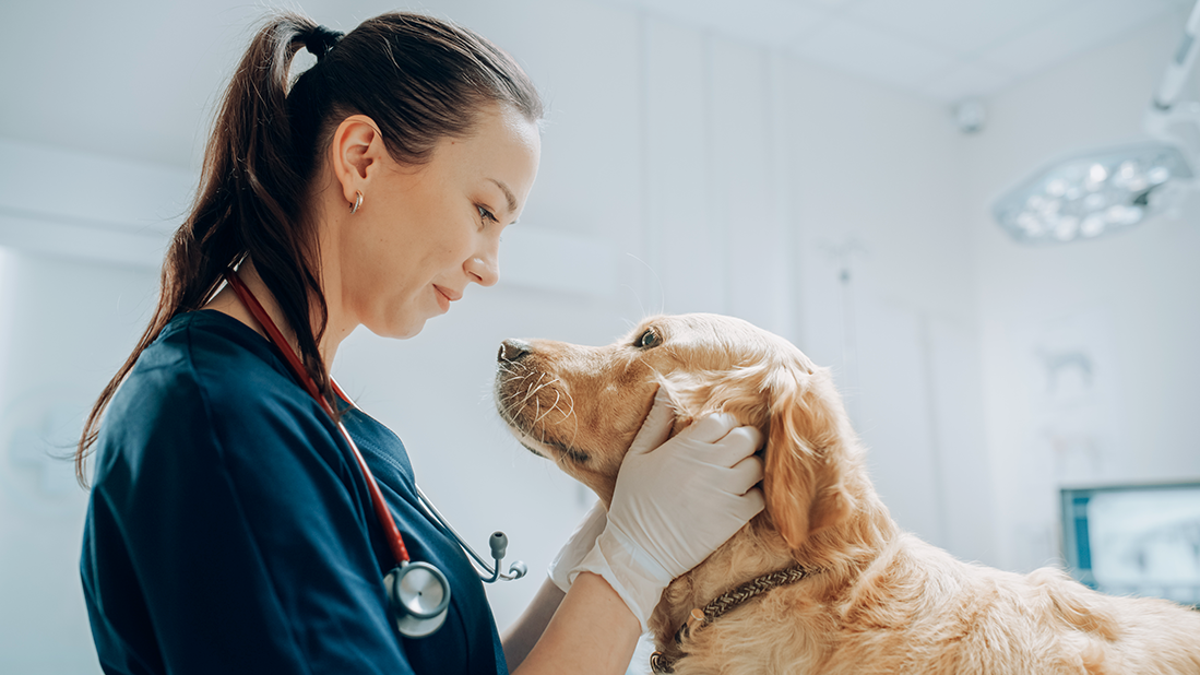 le diabète insipide chez le chien