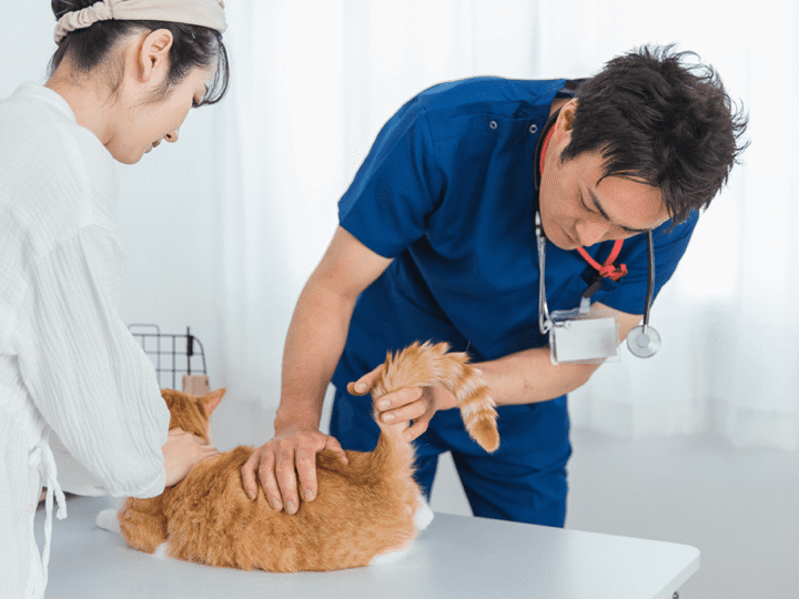la diarrhée chez le chat