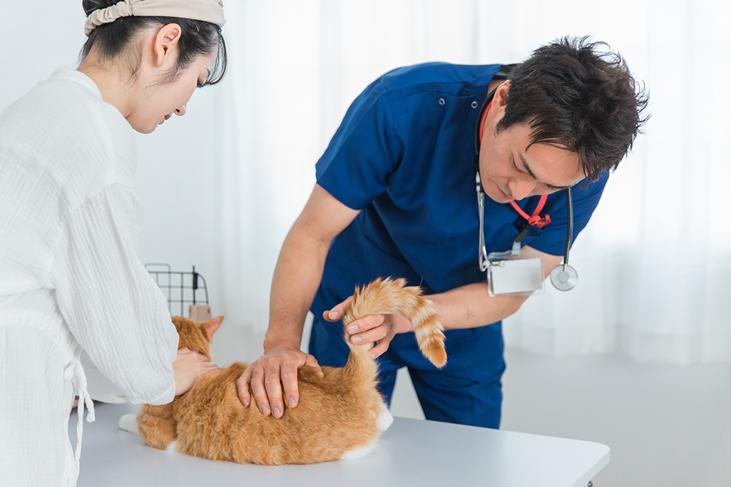 la diarrhée chez le chat