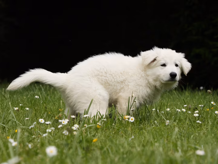 la diarrhée chez le chiot