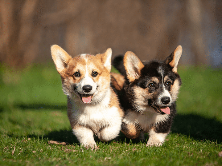 les différences entre un corgi cardigan et un corgi pembroke