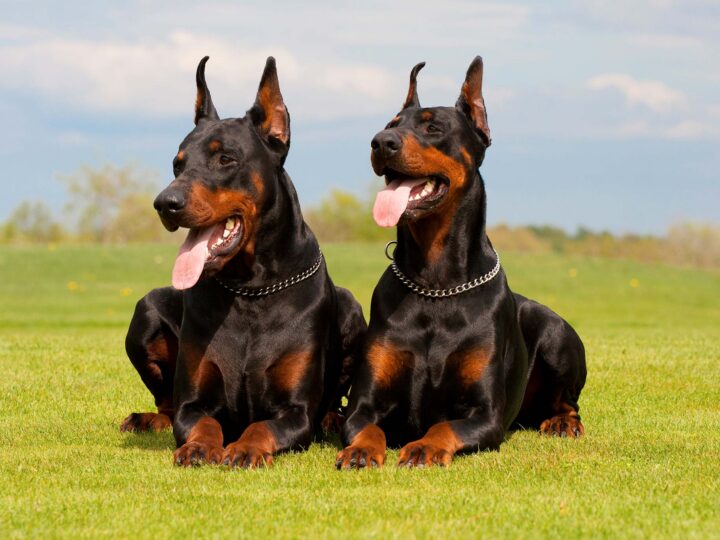un chien dobermann