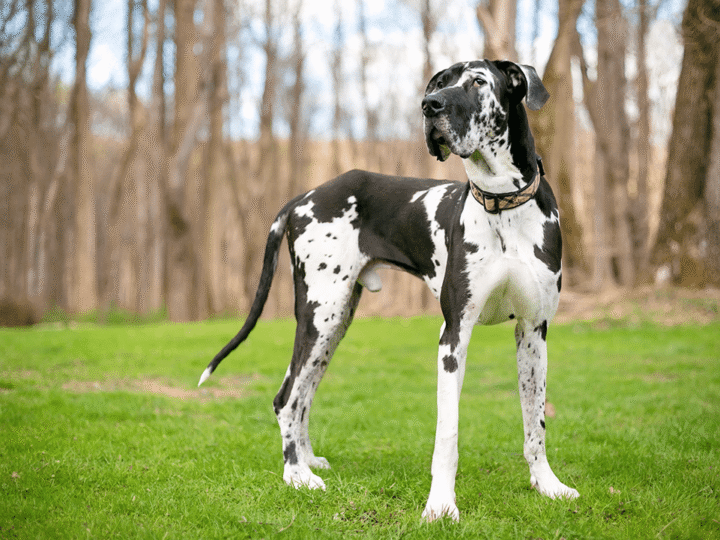 un chien dogue allemand