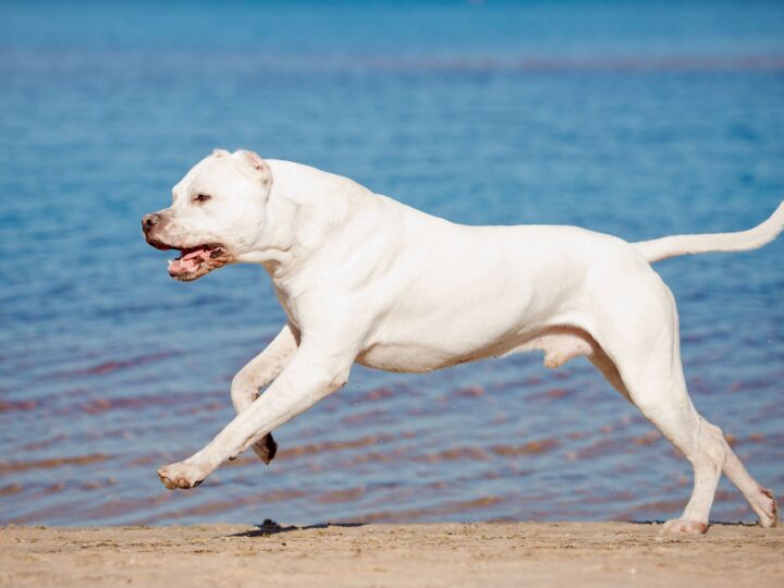un dogue argentin