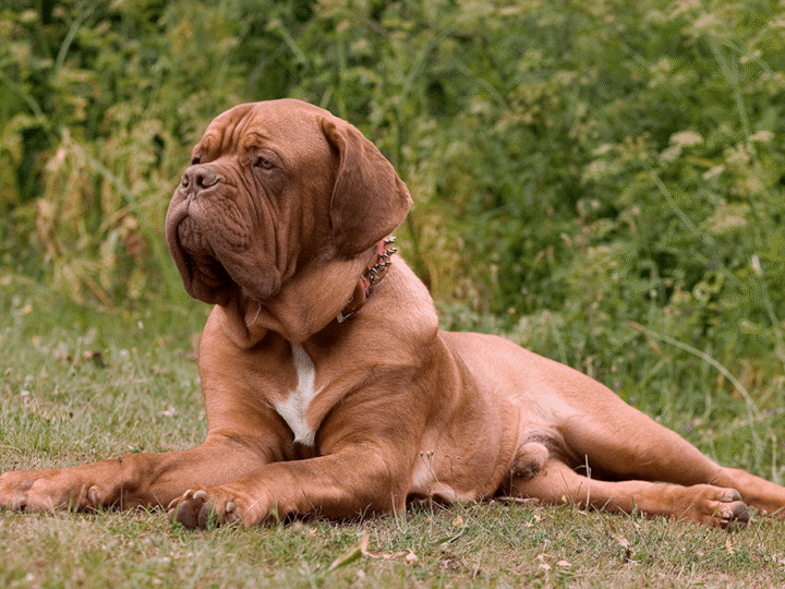 un chien dogue de bordeaux