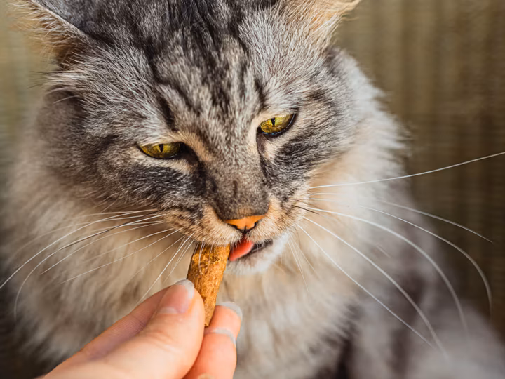 donner des friandises à son chat