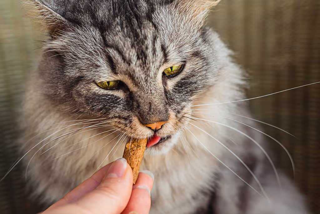 donner des friandises à son chat