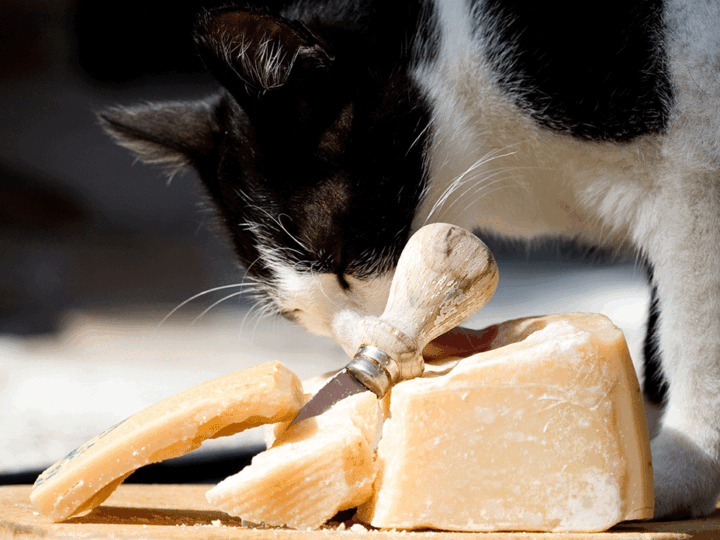 peut-on donner du fromage à un chat