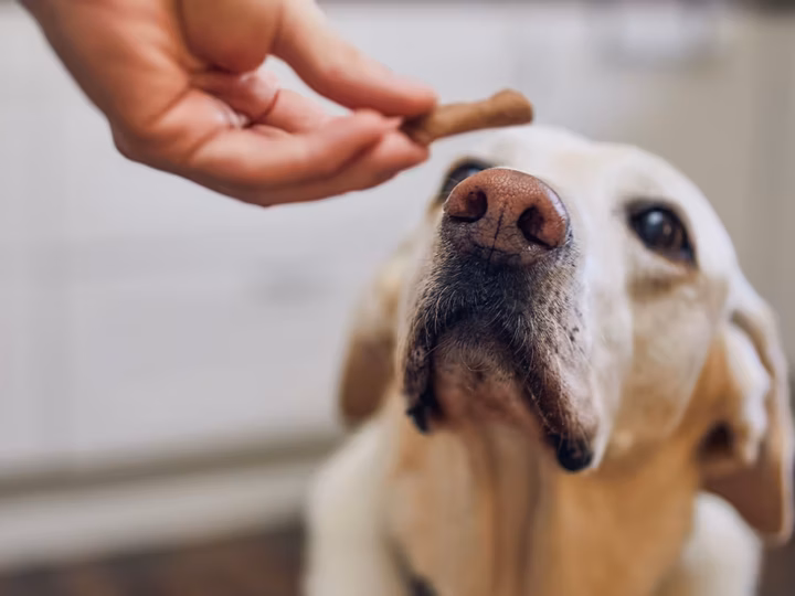 donner des friandises à un chien