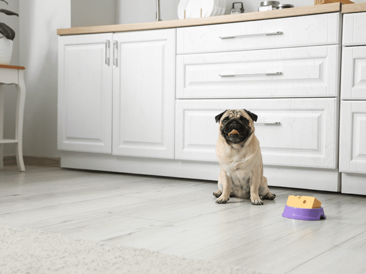 peut-on donner du fromage à un chien