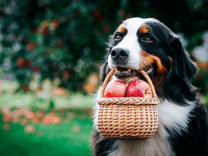 fruits d'été pour chien
