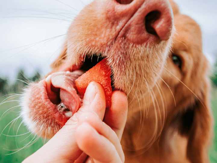 donner de la pastèque à un chien