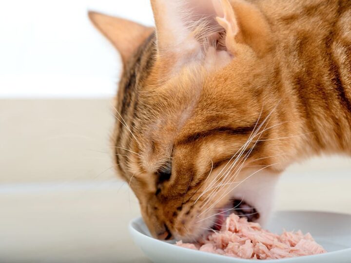 donner du thon à un chat