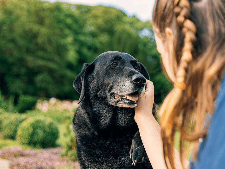 un chien sénile