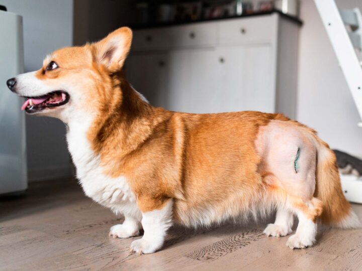 chien opéré d'une dysplasie de la hanche
