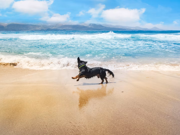 eau de mer et sable rinçage pelage chien