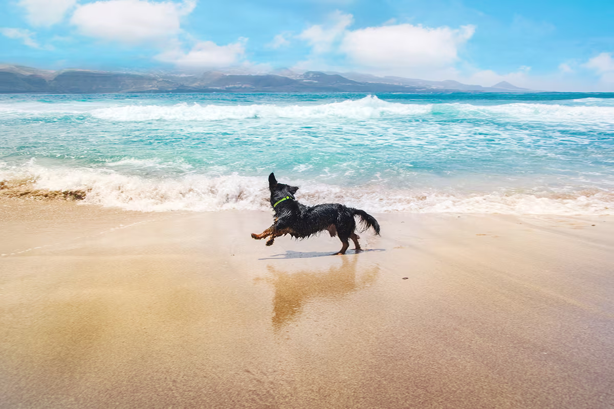 eau de mer et sable rinçage pelage chien