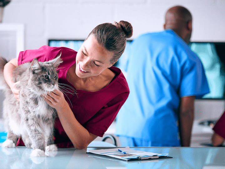 l'échographie chez un chat
