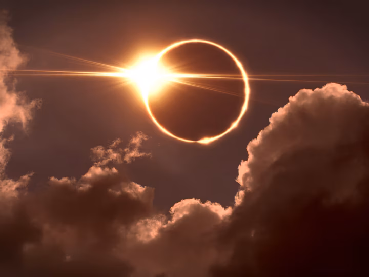 l'éclipse solaire, un risque pour les chiens et les chats