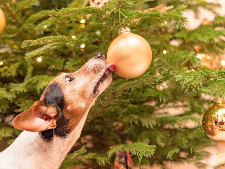 éloigner le chien du sapin de noel