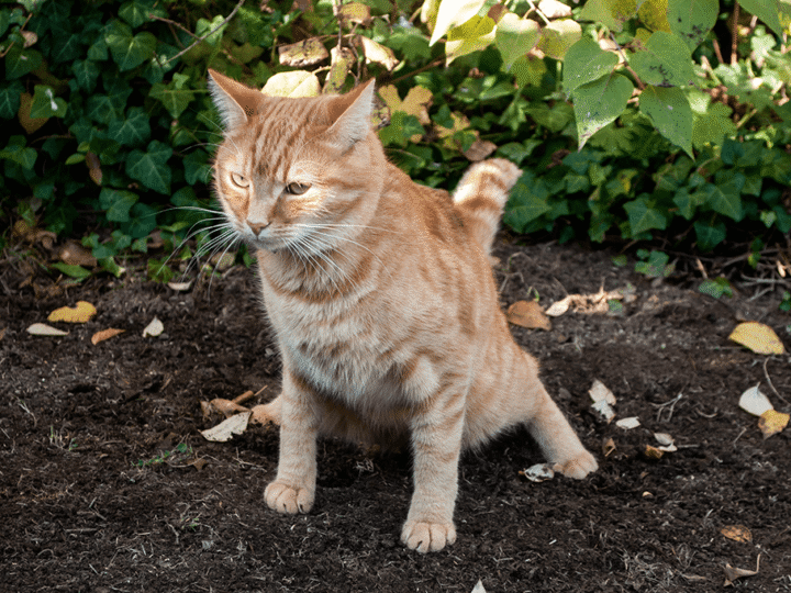 empêcher le chat de faire caca dans le jardin