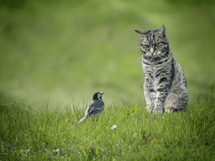 empêcher le chat de tuer les oiseaux du ciel