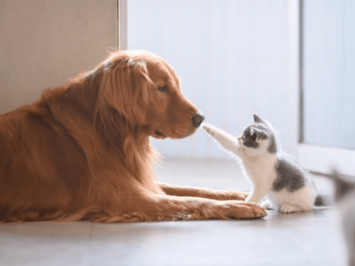 les empreintes digitales chez les chiens et les chats