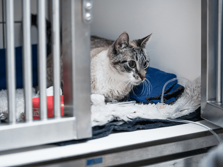 l'encéphalite chez le chat