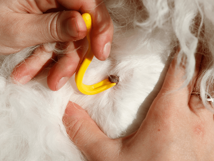enlever une tique sur son chien