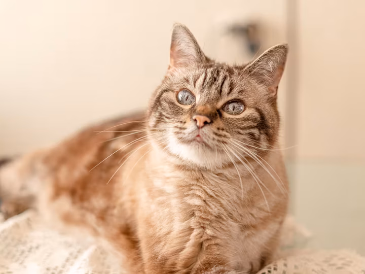 enrichir l'environnement du chat âgé