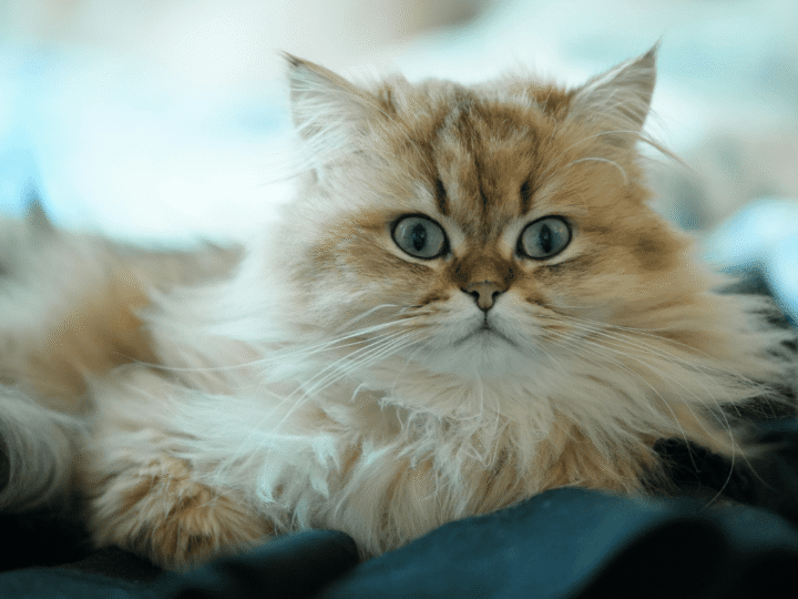 l'entropion chez le chat
